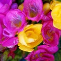 Colorful freesia flowers top view, natural background Royalty Free Stock Photo