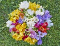 Variety of colorful freesias Royalty Free Stock Photo