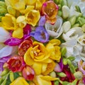 Variety of colorful freesias Royalty Free Stock Photo