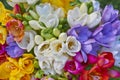 Variety of colorful freesias Royalty Free Stock Photo