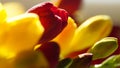 Variety of colorful freesias, macro shot Royalty Free Stock Photo