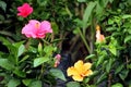 Variety of Colorful Hibiscus Flower Blooming