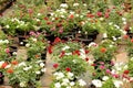 Colorful Potted Rose Flowers vibrant