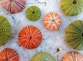 Colorful sea urchins collection on wet white marble, top view closeup Royalty Free Stock Photo