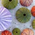 Colorful sea urchins collection on wet white marble, top view closeup Royalty Free Stock Photo