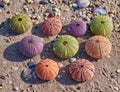 Variety of colorful sea urchins on a sandy beach with some pebbles Royalty Free Stock Photo