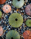 Sea urchins on wet pebbles beach top view, filtered image Royalty Free Stock Photo