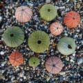 Sea urchins on wet pebbles beach top view, filtered image