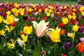 Variety of colorful tulips in a field