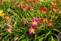 A variety of colorful and vibrant Daylilies, Hemerocallis in a lush garden Royalty Free Stock Photo