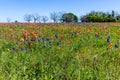 A Variety of Colorful Wildflowers in Texas