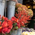 variety of colors near the Liberty store in London. Large bouquets in tin vases Royalty Free Stock Photo