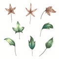 Set of isolated watercolor spring leaves on white background. Floral design elements. Royalty Free Stock Photo