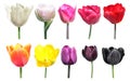 Variety of colors of tulip flowers. Color palette is an example of the color change in tulip flowers