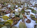 Autumn Foliage Decorating Snow