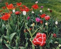 A variety of colourful summer tulips