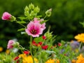 Variety of colourful wild flowers including magenta coloured mallow trifida with green eye, at Hidcote Manor in the Cotswolds, UK Royalty Free Stock Photo