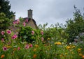 Variety of colourful wild flowers including magenta coloured mallow trifida with green eye, at Hidcote Manor in the Cotswolds, UK Royalty Free Stock Photo