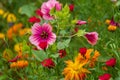 Variety of colourful wild flowers including magenta coloured mallow trifida with green eye, at Hidcote Manor in the Cotswolds, UK Royalty Free Stock Photo