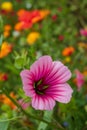 Variety of colourful wild flowers including magenta coloured mallow trifida with green eye, at Hidcote Manor in the Cotswolds, UK Royalty Free Stock Photo