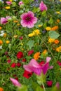 Variety of colourful wild flowers including magenta coloured mallow trifida with green eye, at Hidcote Manor in the Cotswolds, UK Royalty Free Stock Photo