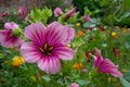 Variety of colourful wild flowers including magenta coloured mallow trifida with green eye, at Hidcote Manor in the Cotswolds, UK Royalty Free Stock Photo