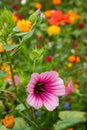 Variety of colourful wild flowers including magenta coloured mallow trifida with green eye, at Hidcote Manor in the Cotswolds, UK Royalty Free Stock Photo