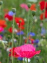 Colourful wild flowers, including poppies and cornflowers, on a roadside verge in Eastcote, London UK Royalty Free Stock Photo