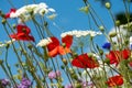 Colourful wild flowers, including poppies and cornflowers, on a roadside verge in Eastcote, London UK Royalty Free Stock Photo