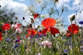 Colourful wild flowers, including poppies and cornflowers, on a roadside verge in Eastcote, London UK Royalty Free Stock Photo