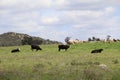 California Scenery - Black Baldy white face Cattle on Ranch - Green Grass - Highland Valley Wildlife Preserve in Ramona Royalty Free Stock Photo