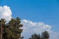 Variety crowns of the trees in the forest against the blue sky with clouds and sun