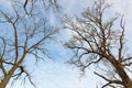 Variety crowns of the trees in the spring forest against the cloudy sky. Bottom view of the trees.