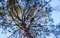 Variety crowns of the trees in the spring forest against the cloudy sky. Bottom view of the trees Background.