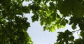 Variety crowns of the trees in the summer forest against the blue sky with the sun. Bottom view of the trees, Birdsong