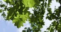 Variety crowns of the trees in the summer forest against the blue sky with the sun. Bottom view of the trees, Birdsong