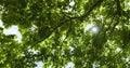 Variety crowns of the trees in the summer forest against the blue sky with the sun. Bottom view of the trees, Birdsong