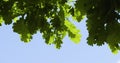 Variety crowns of the trees in the summer forest against the blue sky with the sun. Bottom view of the trees, Birdsong