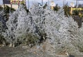 Variety of cut live evergreen trees for sale in Urban Christmas tree lot copy