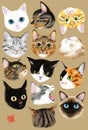 Variety cute cats faces