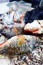 Variety of dead fish and seafood caught by the fishermen Royalty Free Stock Photo