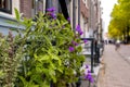 Variety of decorative plants in front of typical Dutch houses in Amsterdam