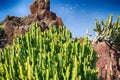 Variety of different cactus Royalty Free Stock Photo