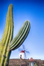 Variety of different cactus Royalty Free Stock Photo