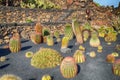 Variety of different cactus Royalty Free Stock Photo