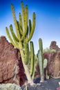 Variety of different cactus Royalty Free Stock Photo