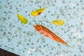 A variety of different colored leaves floating in the pool, symbolizing the fact that no two people are alike and we should celebr