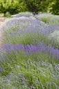 Rows of Blooming Lavender plants Royalty Free Stock Photo