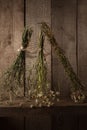 Variety of dried herbs hanging on a rope, dried plants, herbal medicine. Royalty Free Stock Photo