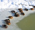 Variety of ducks in icy pond i Royalty Free Stock Photo